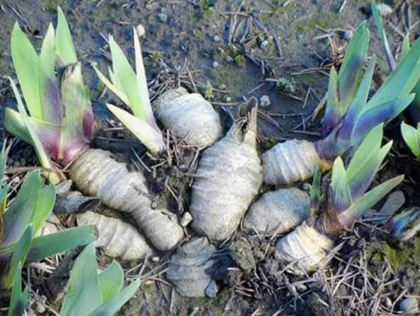 Строение корневища - в центре старая часть, по бокам - новые, сформировавшие цветочную почку.