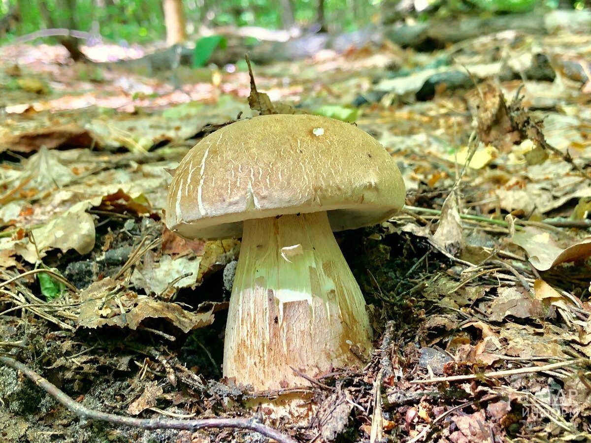 Фото: © «Татар-информ»