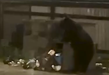     Медведя застрелили в посёлке Северо-Енисейский