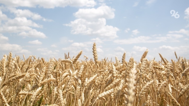      Фото: Валерия Алтухова / / ИА «Победа26»