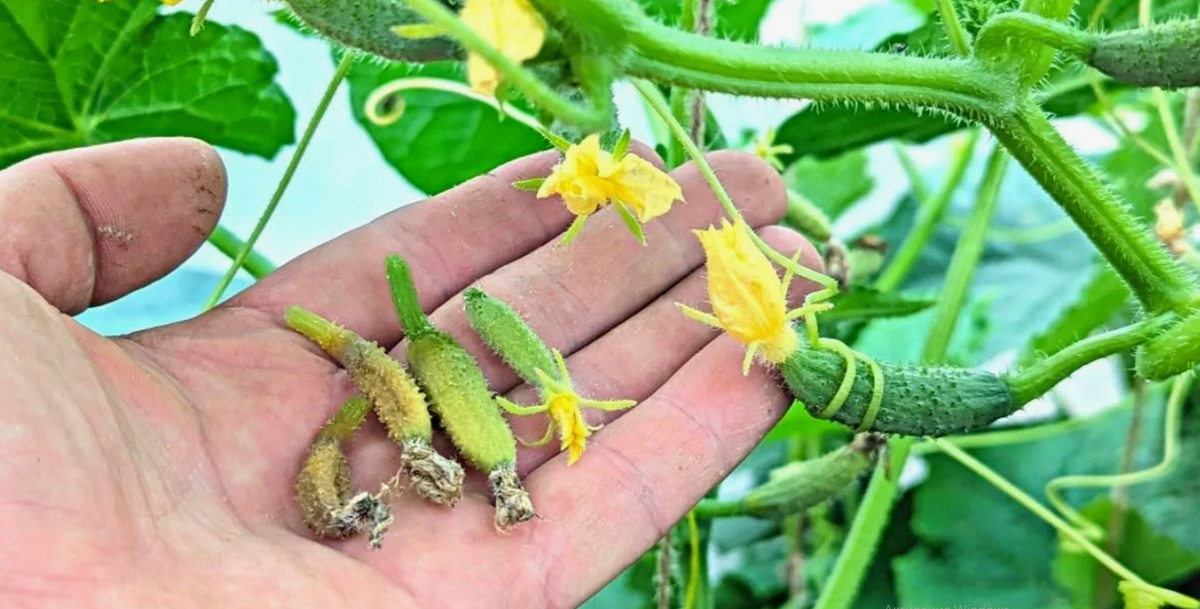 опадение завязей