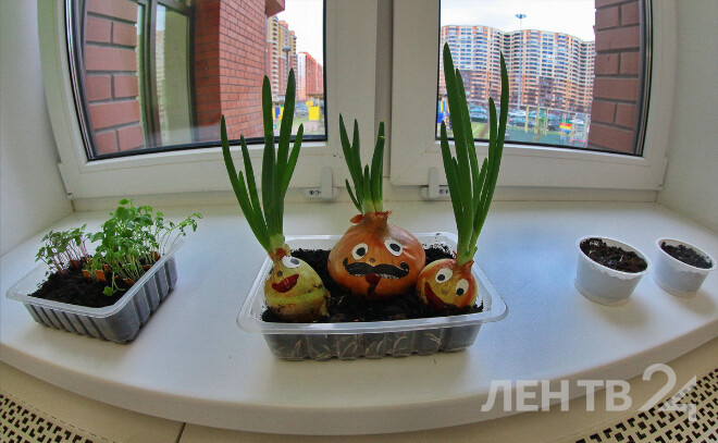    © Анастасия Илюшина / ЛенТВ24