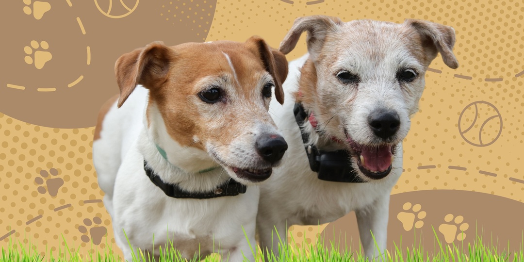 Наталья Шилина: "Тося и Ася любят Доброград"