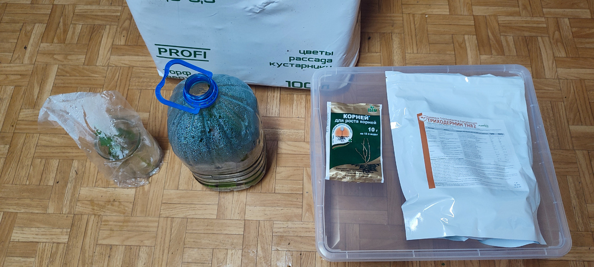Всё подготовила, можно начинать. Черенки находятся в импровизированной тепличке из пяти литровой бутылки. 