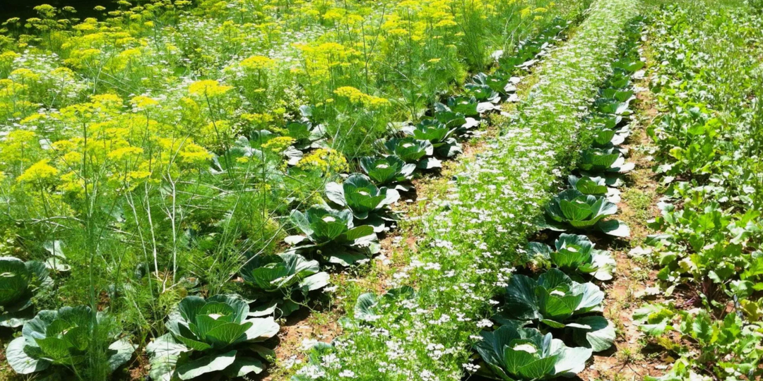 Старинный метод: укроп с картошкой — проверено поколениями, повышает урожай в 2 раза