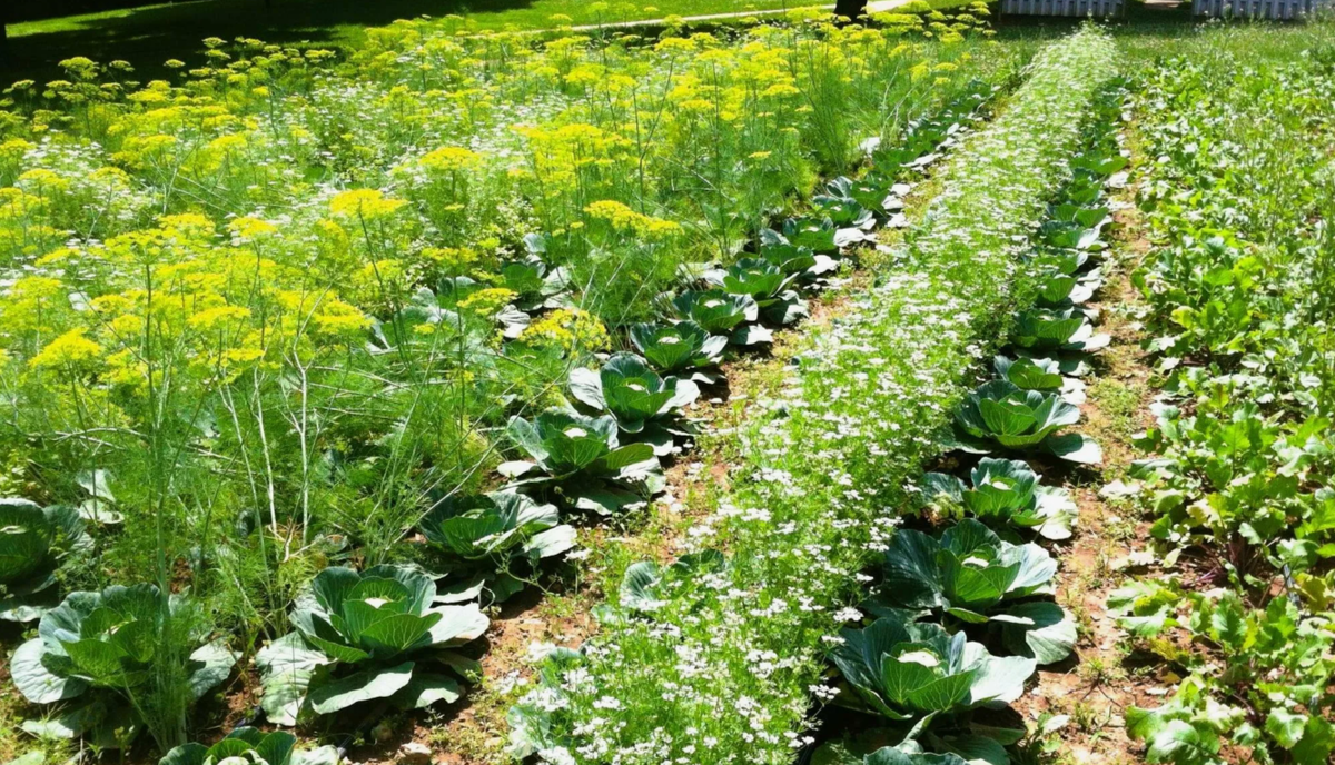 опыты с картошкой провалились