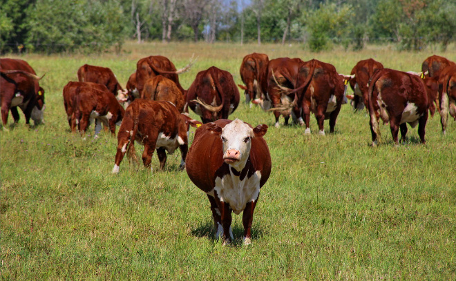    © Анастасия Илюшина / ЛенТВ24