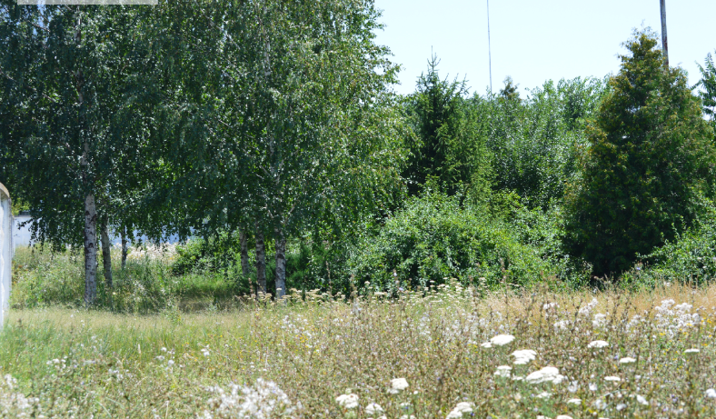 Фото автора. Лето 2025.