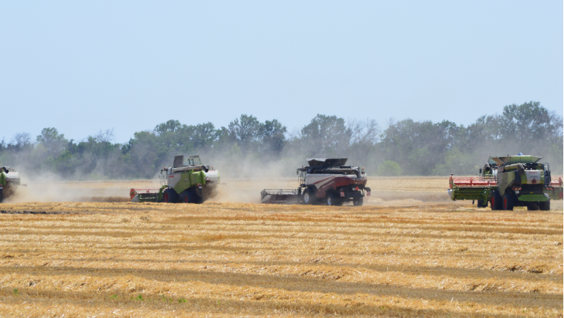 Фото автора. Июль 2025.  Уборка озимой пшеницы.