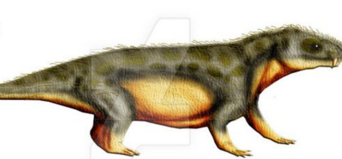 Представитель эктениниид.