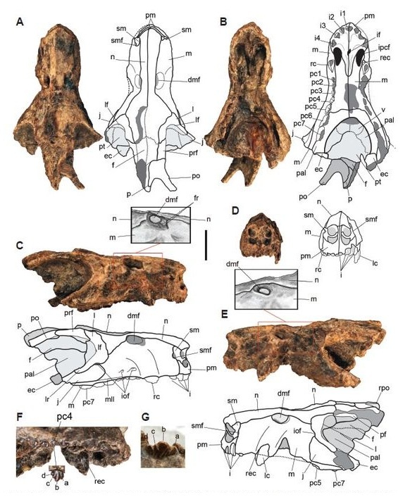 Неполный череп диегоканиса: фотографии+ прорисовка.