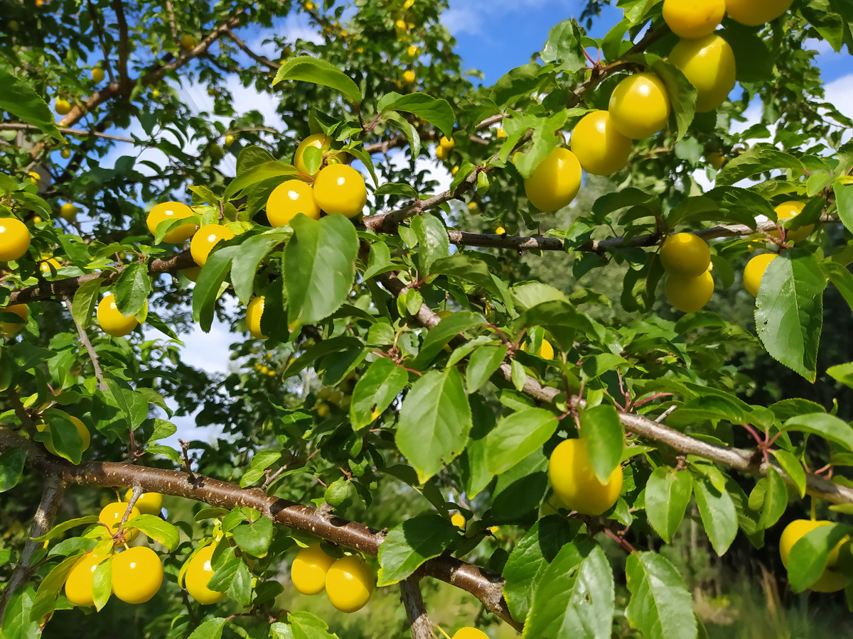 Такая красота растет возле соседнего дома. В диком, между прочим, виде