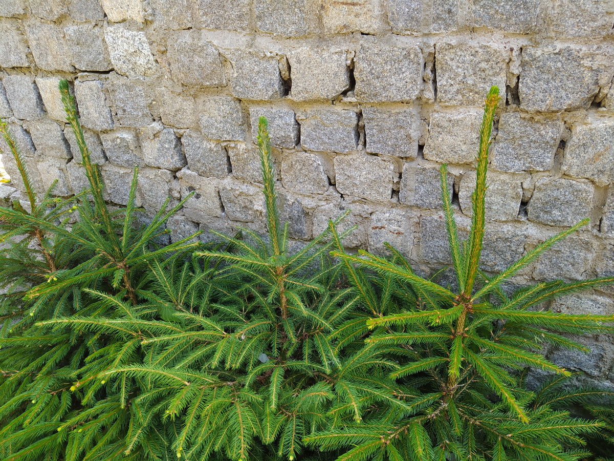 А эта поросль поднимается возле новостроек