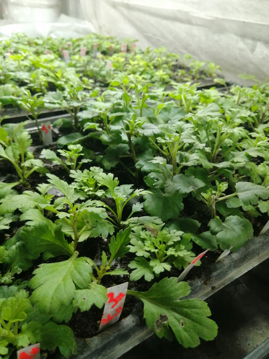 Прищипывать черенки лучше во время укоренения 