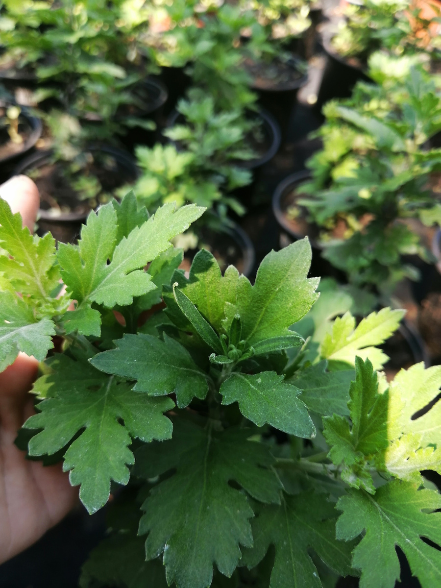 Макушка остановилась бутоном