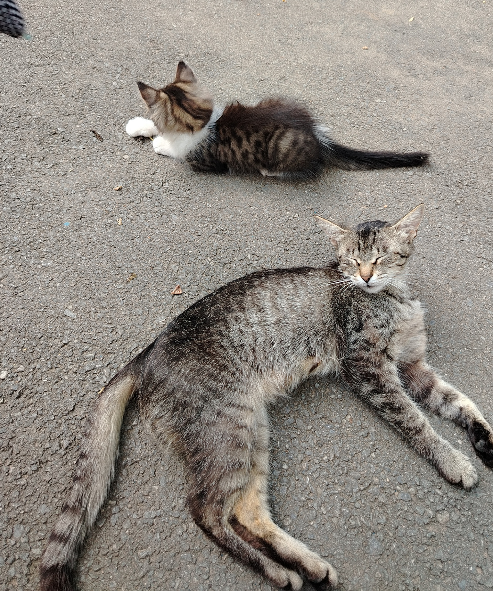 Тетя Мята и Тюпа, хозяева двора