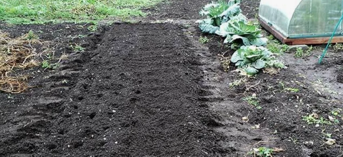 грядка после чеснока