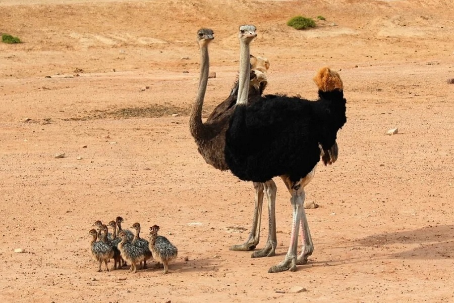 Африканский страус. Фотография из интернета