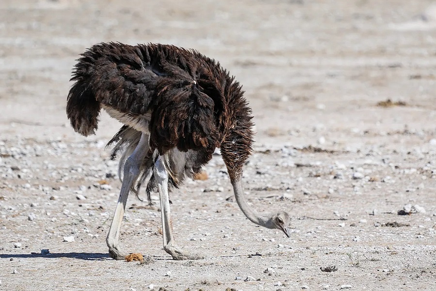 Африканский страус. Фотография из интернета
