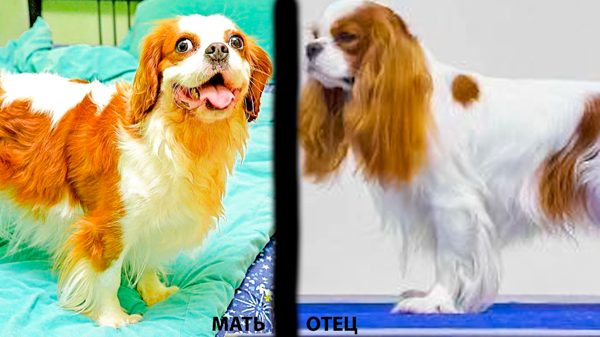 Мать и отец наших щенков