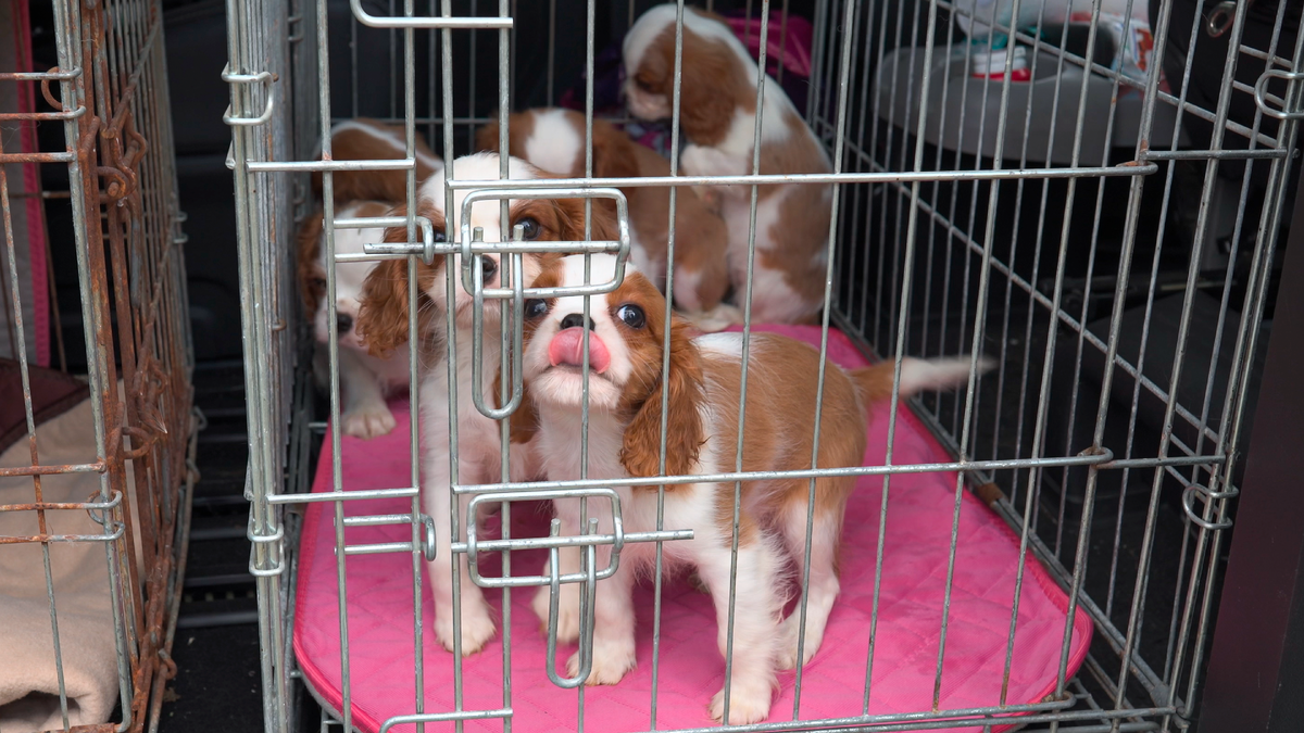 Щенки породы кавалер кинг чарльз спаниель сидят в клетке