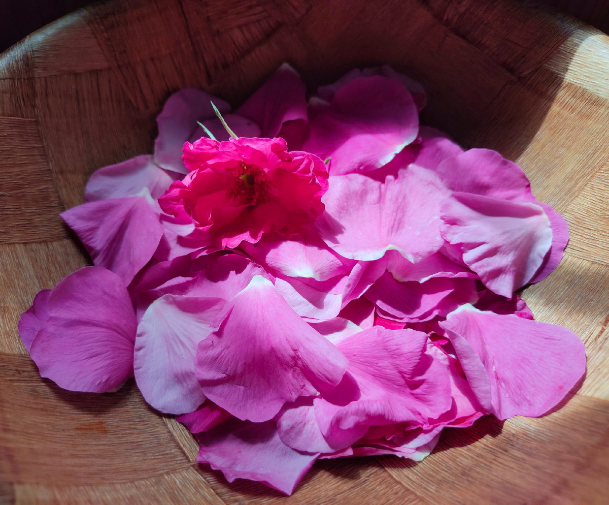 У меня цветы шиповника. 