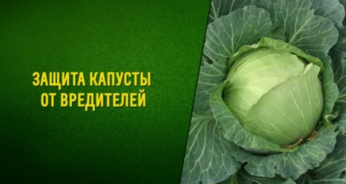 секреты борьбы с вредителями капусты