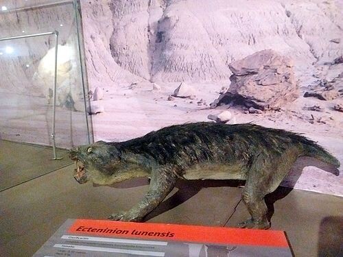 Арматурированная модель эктениниона.