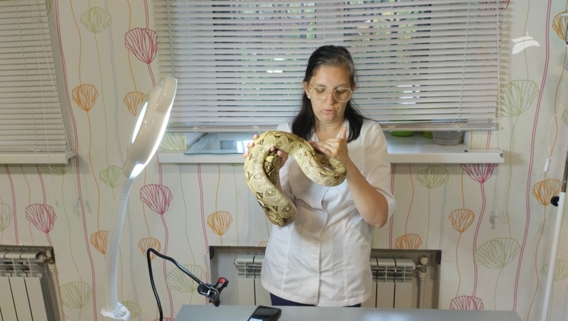    Ветеринарный врач-герпетолог Алёна Верёвкина Фото: Андрей Шворнев / / ИА «Победа26»