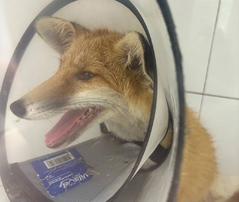    Марьяна полюбила мясные угощения от волонтеров