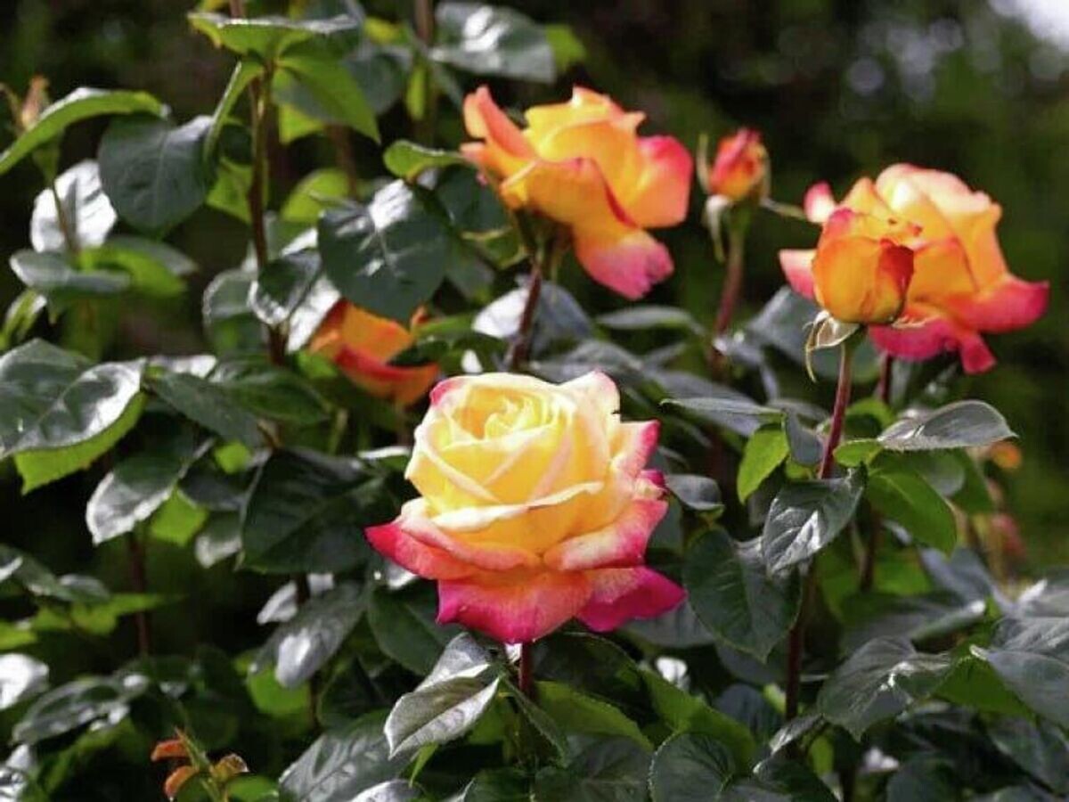    Розы в музее-заповеднике "Петергоф"© Фото : Петергоф/Telegram