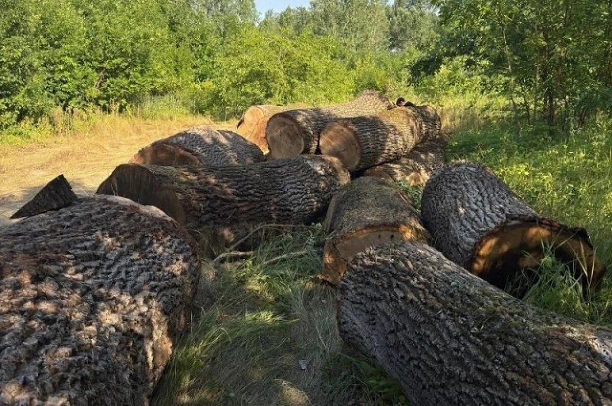    Житель Кабардино-Балкарии вырубил деревья на 30 млн рублей