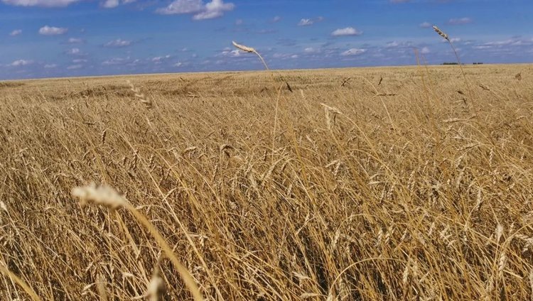    Фото: Лукьянов Дмитрий, AgroXXI.ru