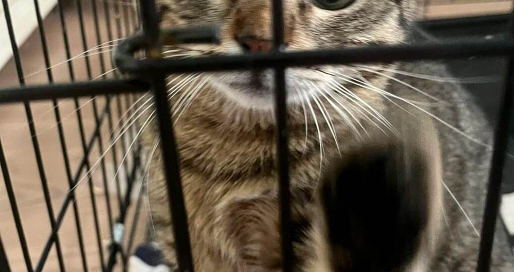 Мальчик, который будет целовать вас в носик