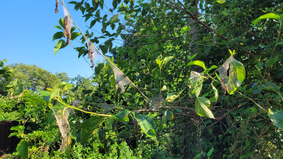 Странные "мешки" из паутины на дереве