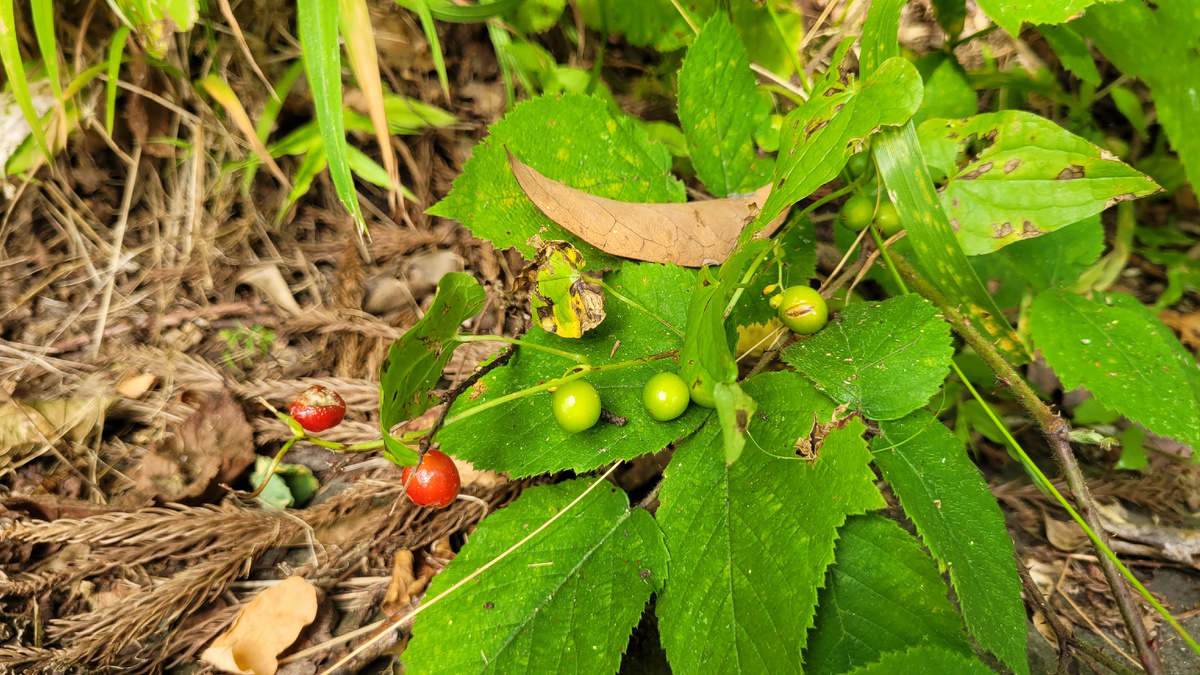 Кто знает, что это за ягоды в лесу?