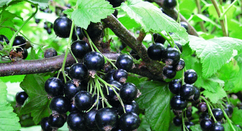 Обрезка смородины после сбора ягод — зачем и как не навредить. Советы повренные десятилетиями