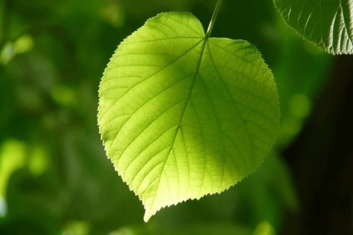    500 лип закупят для озеленения Новосибирска в ближайшее время