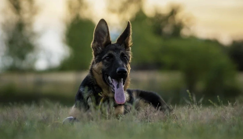 Немецкие овчарки по-настоящему преданы своему хозяину и семье.