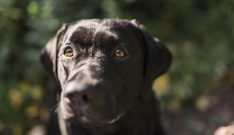 Лабрадор-ретривер не только преданный, но и полный дружелюбия питомец.