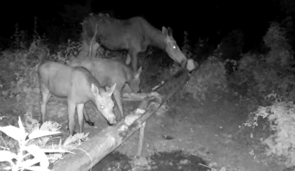     Лоси. Источник: bashkortostan.ru Автор фото: Пресс-служба РБ