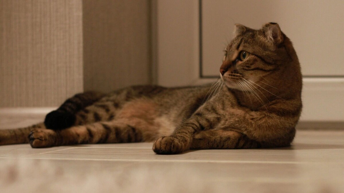     Источник: 1MI