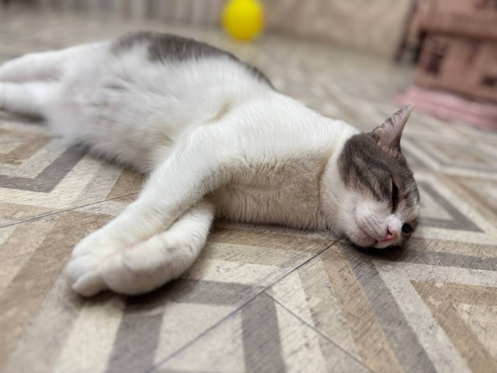 Фото: telegram.org / Служба ветеринарии ЯНАО