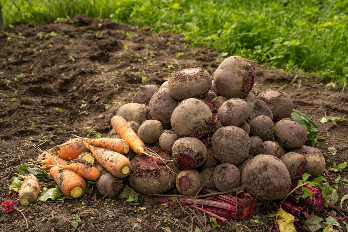 Фотограф: Vilnis Husko: https://www.pexels.com/ru-ru/photo/33004848/