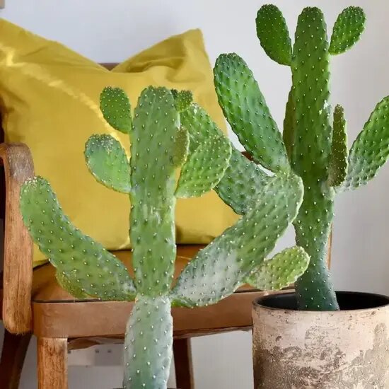    Кактус как подарок подростку Мария Казённова