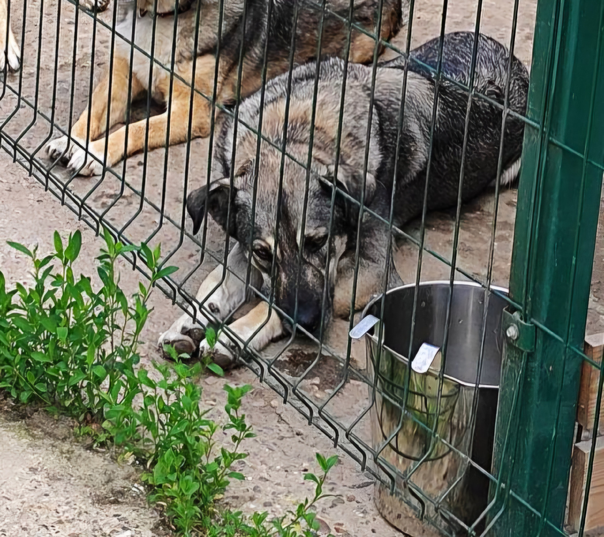 Джек молодой пёс, около 2 лет. Дружелюбный, весёлый, прекрасный.