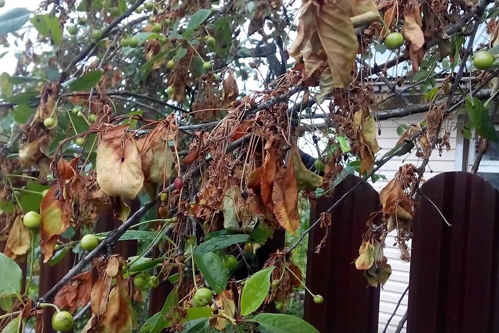    Монилиоз. Фото: кадр из видео