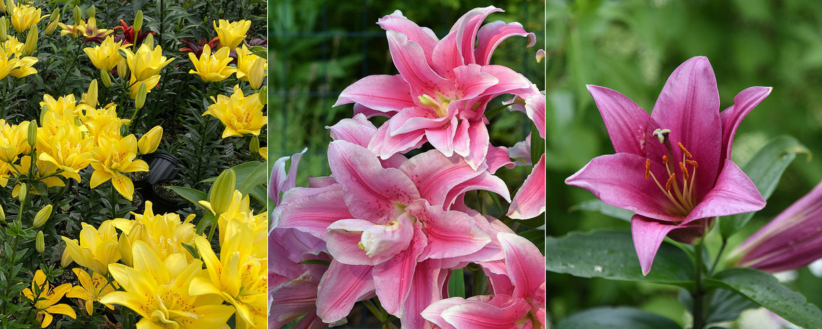 Слева-направо — азиатская «фата моргана», «восточная махровая» и длинноцветковая Purple Prince. Источник: Shutterstock📷
