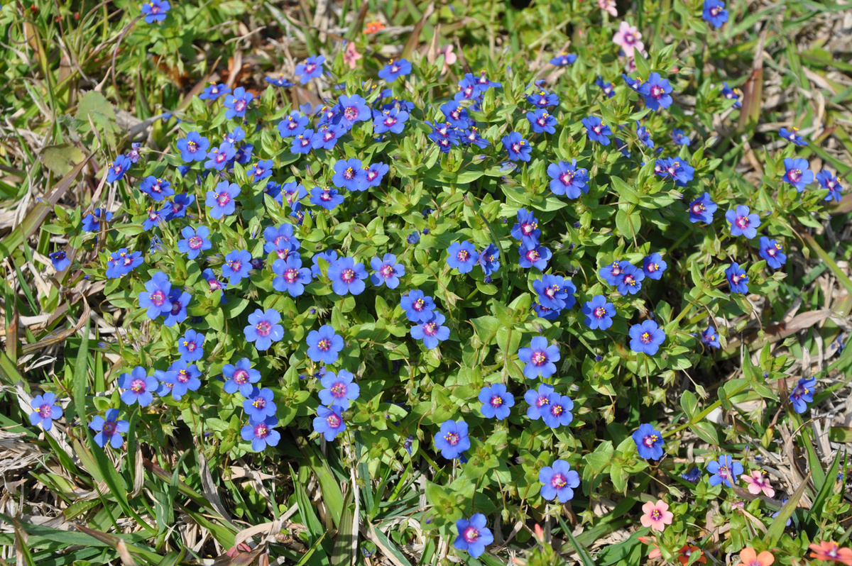    Свет очей моих, или очный цвет, — так называют анагаллисы с ярко-синими цветками