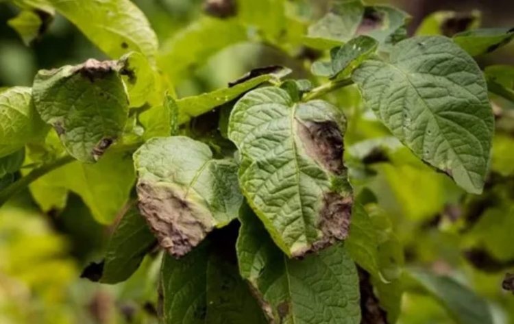    Фото: Отдел защиты растений филиала ФГБУ «Россельхозцентр» по Тюменской области